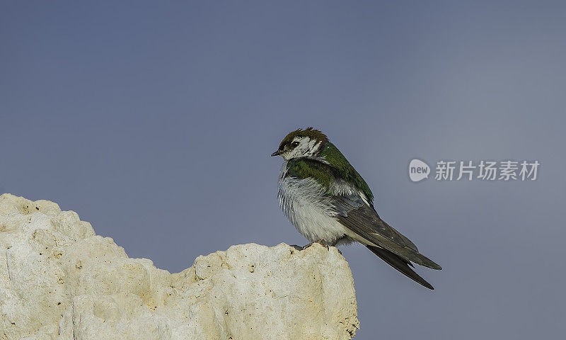 紫绿色的燕子(Tachycineta thalassina)是一种小型北美燕科雀形目鸟类，栖息在石灰华塔上。莫诺湖;莫诺湖凝灰岩国家保护区;莫诺盆地国家风景名胜区;Mono盆地;Mono盆地国家森林景观